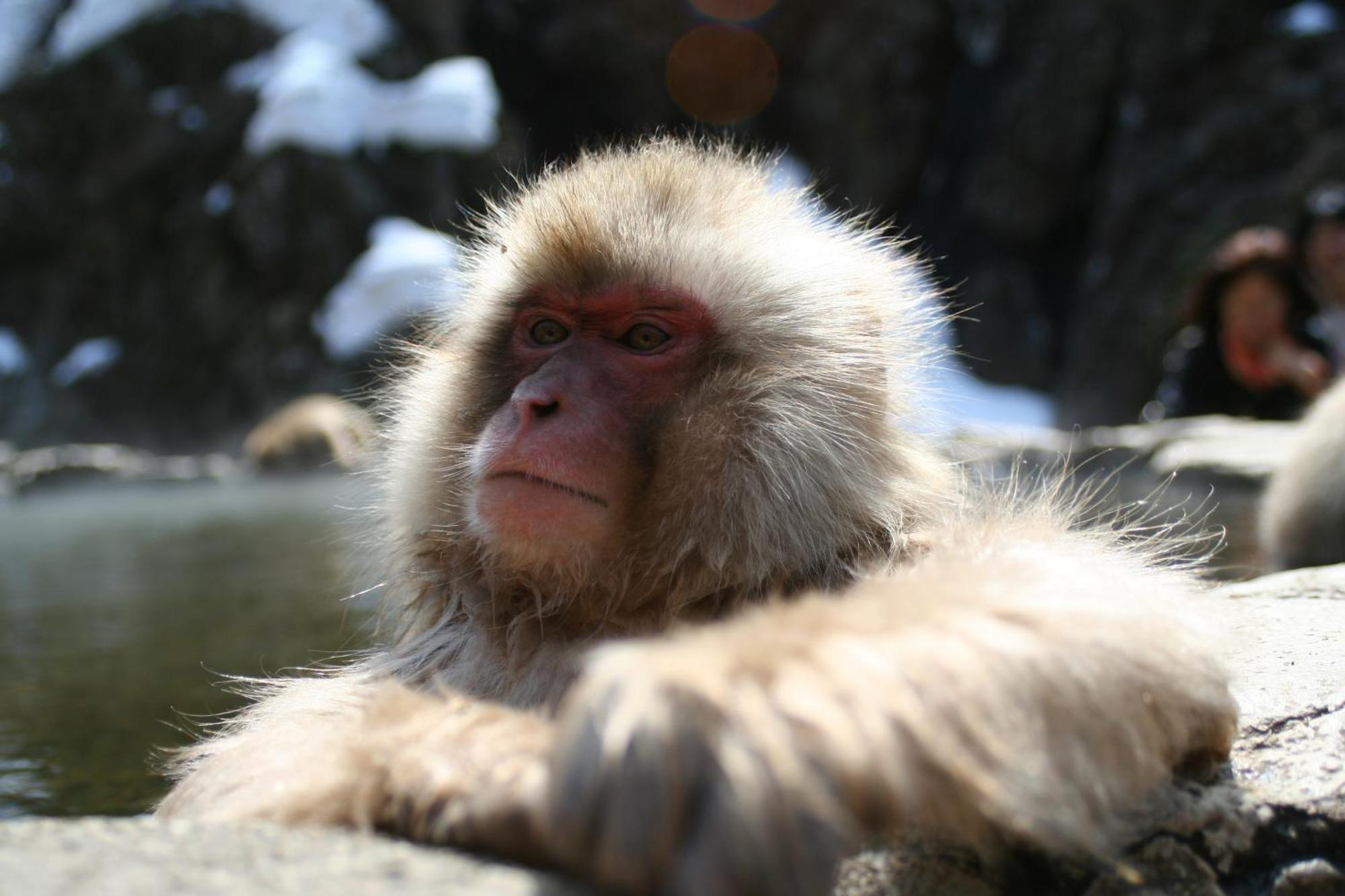 Bed & Breakfast Santana Hakuba